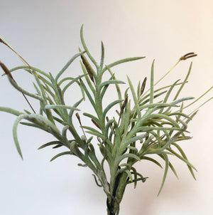 Tillandsia - capillaris ex. CC