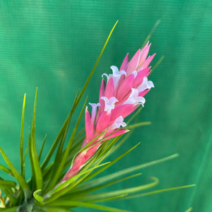 Tillandsia - Repton ex. PT