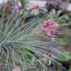 Tillandsia - heteromorpha ex. CC