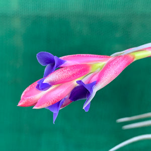 Tillandsia - aeranthos ‘Recurved Leaf’ ex. FE