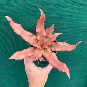 Cryptanthus - Spring Song