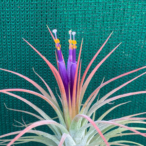 Tillandsia - ionantha ‘APD004’