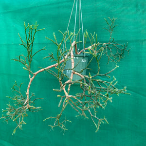 Hatiora salicornioides f. Cylindrica - R25