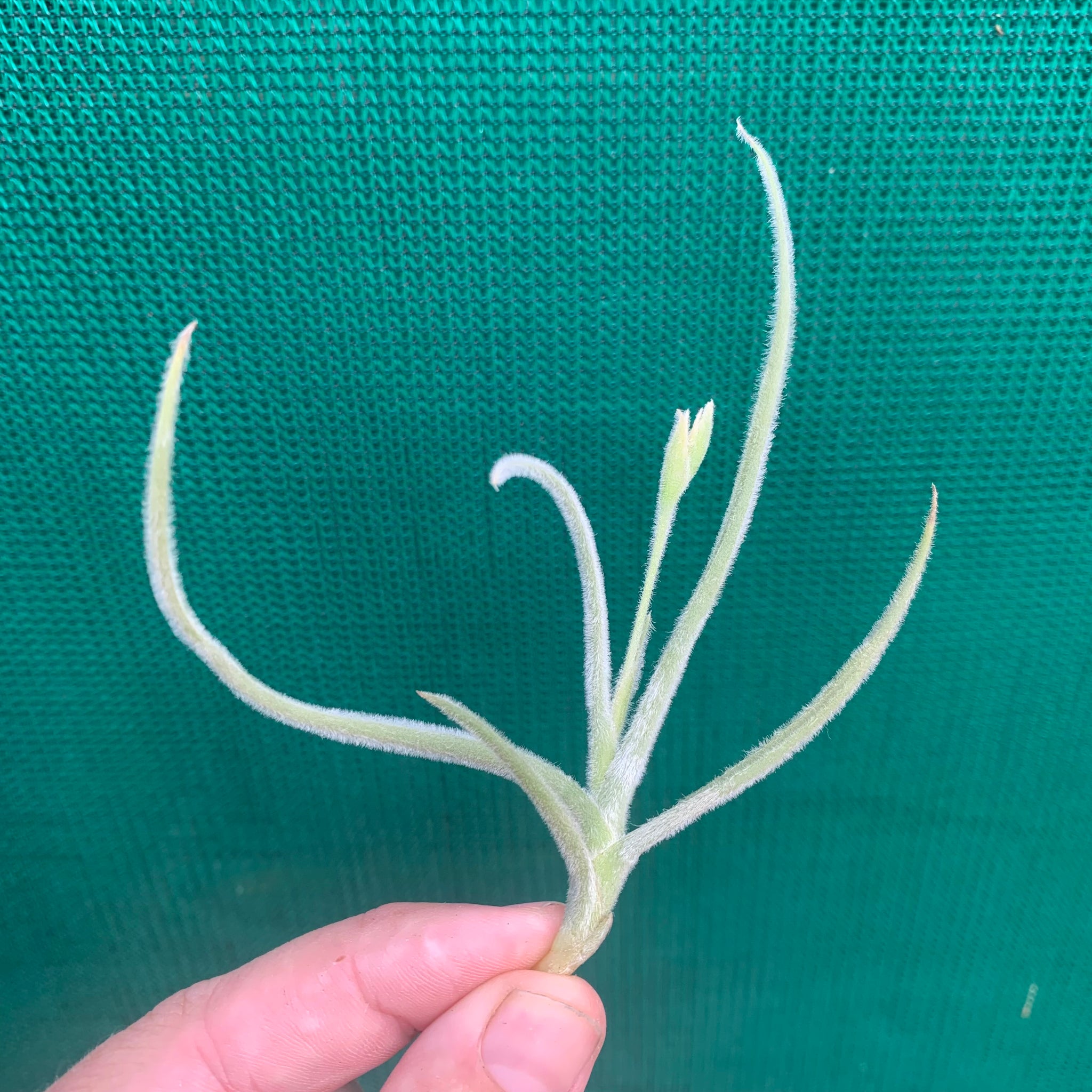 copper penny air plant Tillandsia - Copper Penny x crocata 'Orange' (Fragrant)