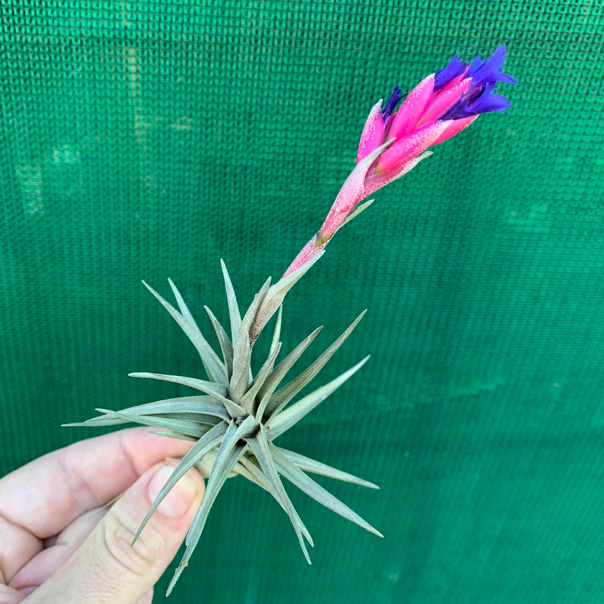 Tillandsia - aeranthos Small Purple ex. Germany