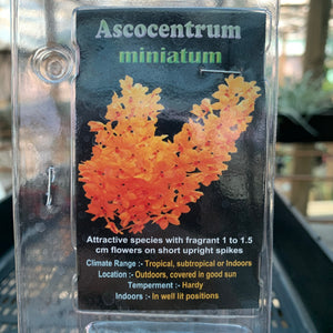 Orchid - Ascocentrum Miniatum