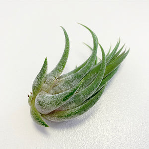 Tillandsia - Tina Parr ex. CC