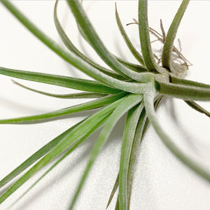 Tillandsia - x rectifolia