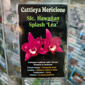 Orchid - Cattleya Mericlone ‘Slc. Hawaiian Splash Lea’