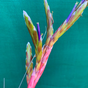 Tillandsia - aff. botterii ex PT NEW