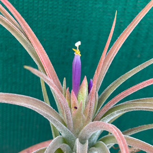 Tillandsia - pruinosa x ionantha ex. PB