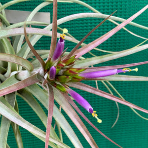 Tillandsia - Widgee ‘Small Form’ ex. BG