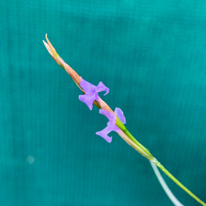 Tillandsia - bandensis (Fragrant)