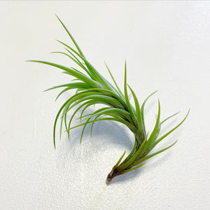 Tillandsia - Araujei (Wholesale)