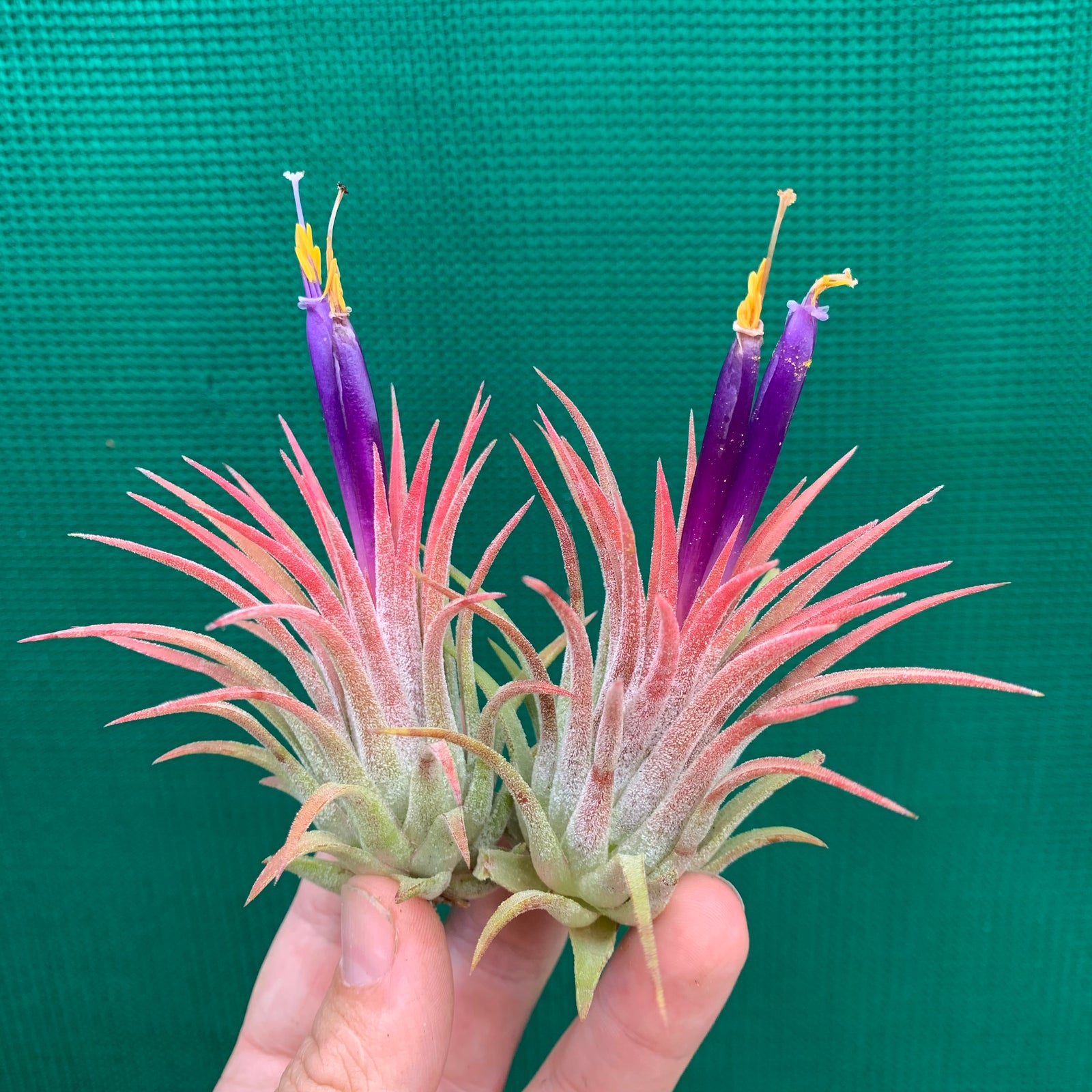 Tillandsia - ionantha ‘Honduras’ ex. CC