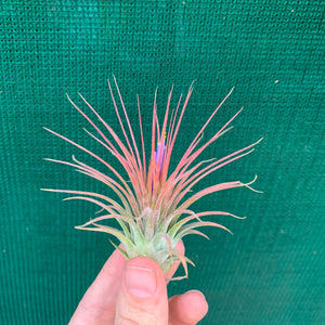 Tillandsia - ionantha ‘APD002’