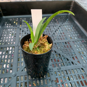Orchid - Cattleya Mericlone ‘B. Jiminey Cricket Super Bug’