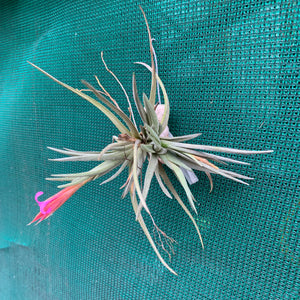 Tillandsia - argentina