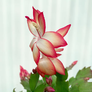 Zygocactus Samba