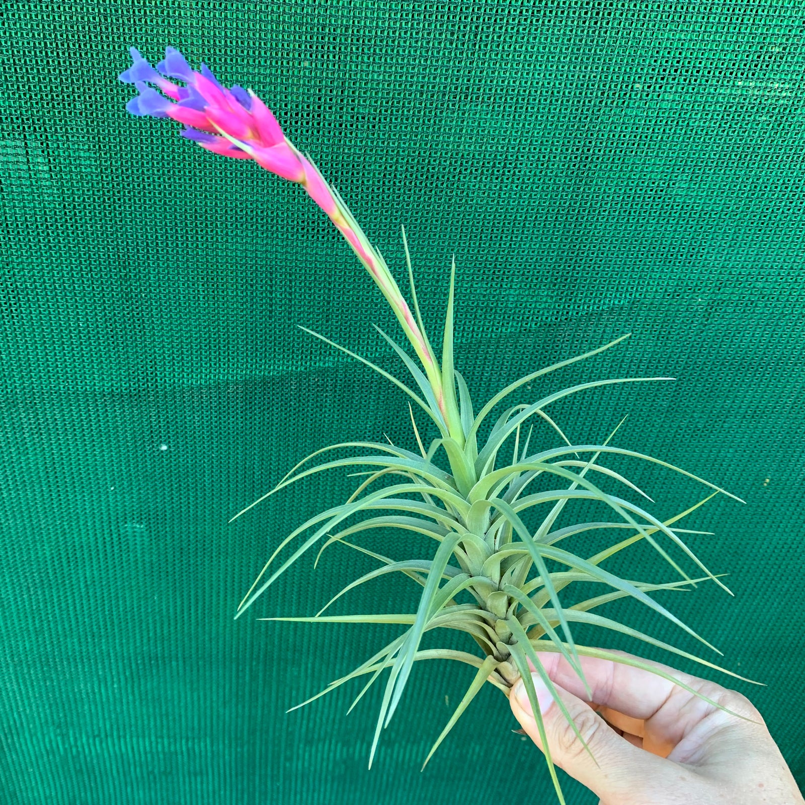 Tillandsia - tenuifolia 'Long Dark Form' ex. PT