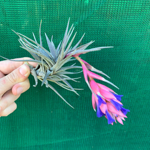 Tillandsia - Purple Gem