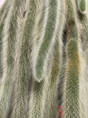 Monkey Tail Cactus - Hildewintera colademononis