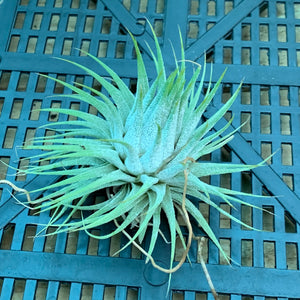 Tillandsia - ionantha ‘APD005’