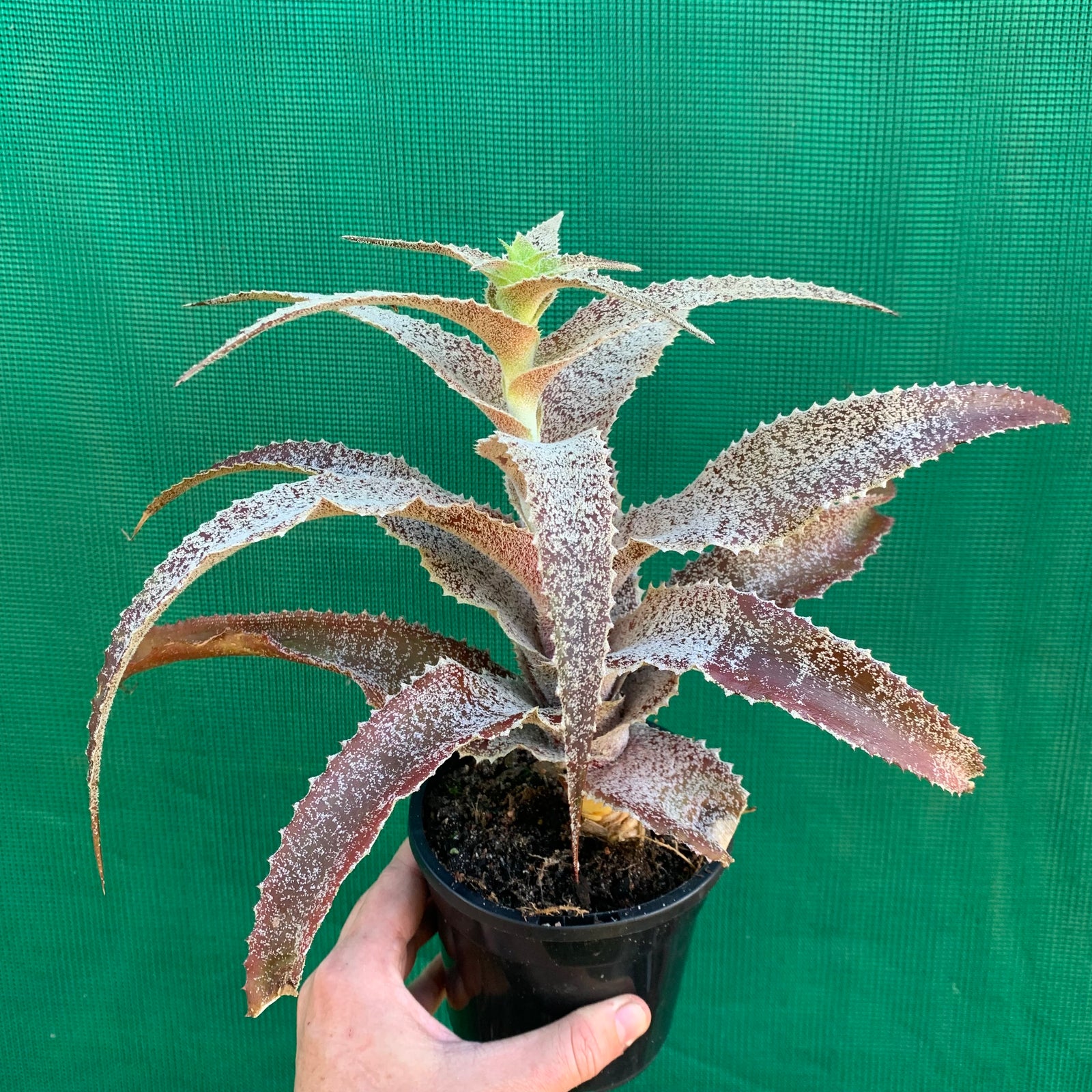 Orthophytum ‘Stella’