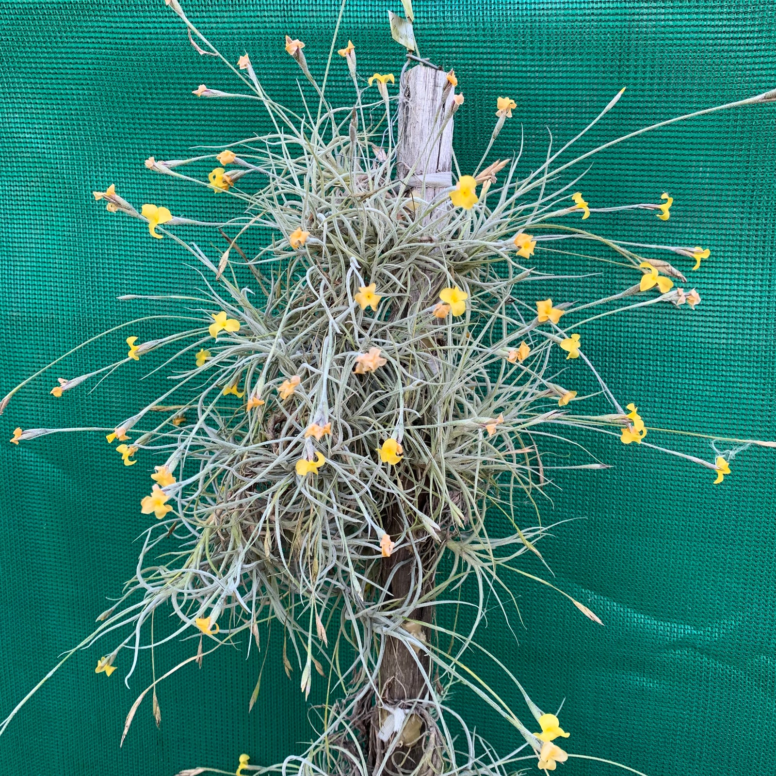 Tillandsia - Tawny Yellow (Fragrant)