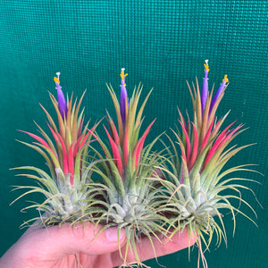 Tillandsia - ionantha ‘APD015’