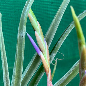 Tillandsia - Jerrang ex. PB