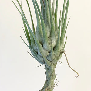 Tillandsia - disticha ‘Major’ ex. OM (Fragrant)