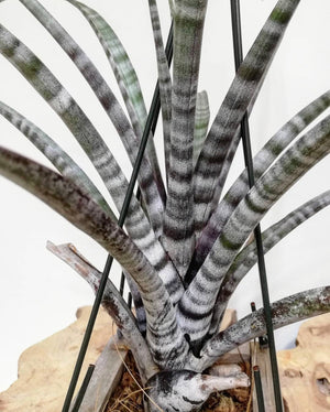 Tillandsia - Hildae NEW