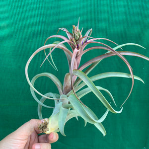 Tillandsia - brachycaulos x streptophylla Nat. Hybrid