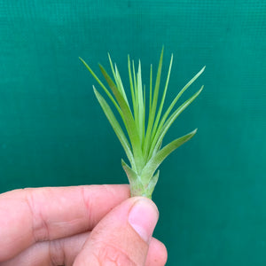 Tillandsia - Repton ex. PT