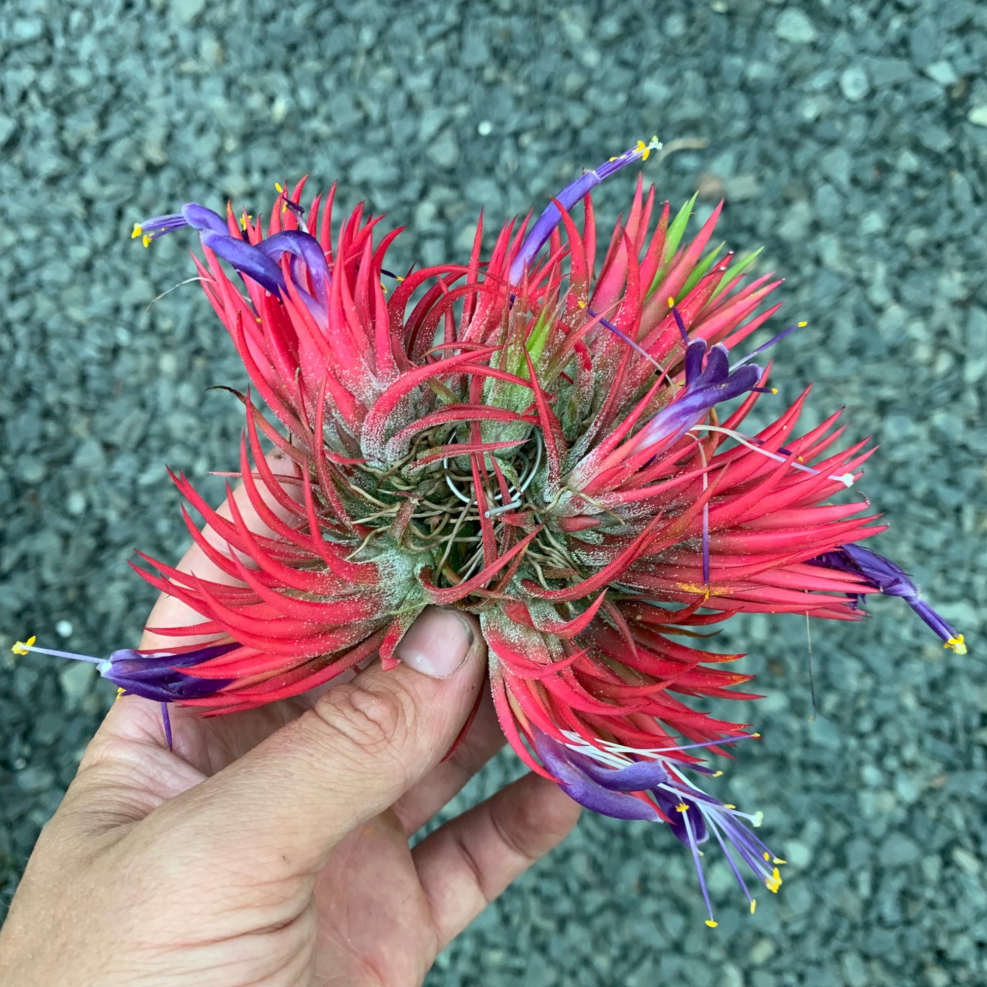 Tillandsia ionantha Fuego Totem Pole 速達 Tillandsia ionantha