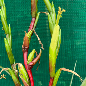 Tillandsia - limbata ex. SN NEW