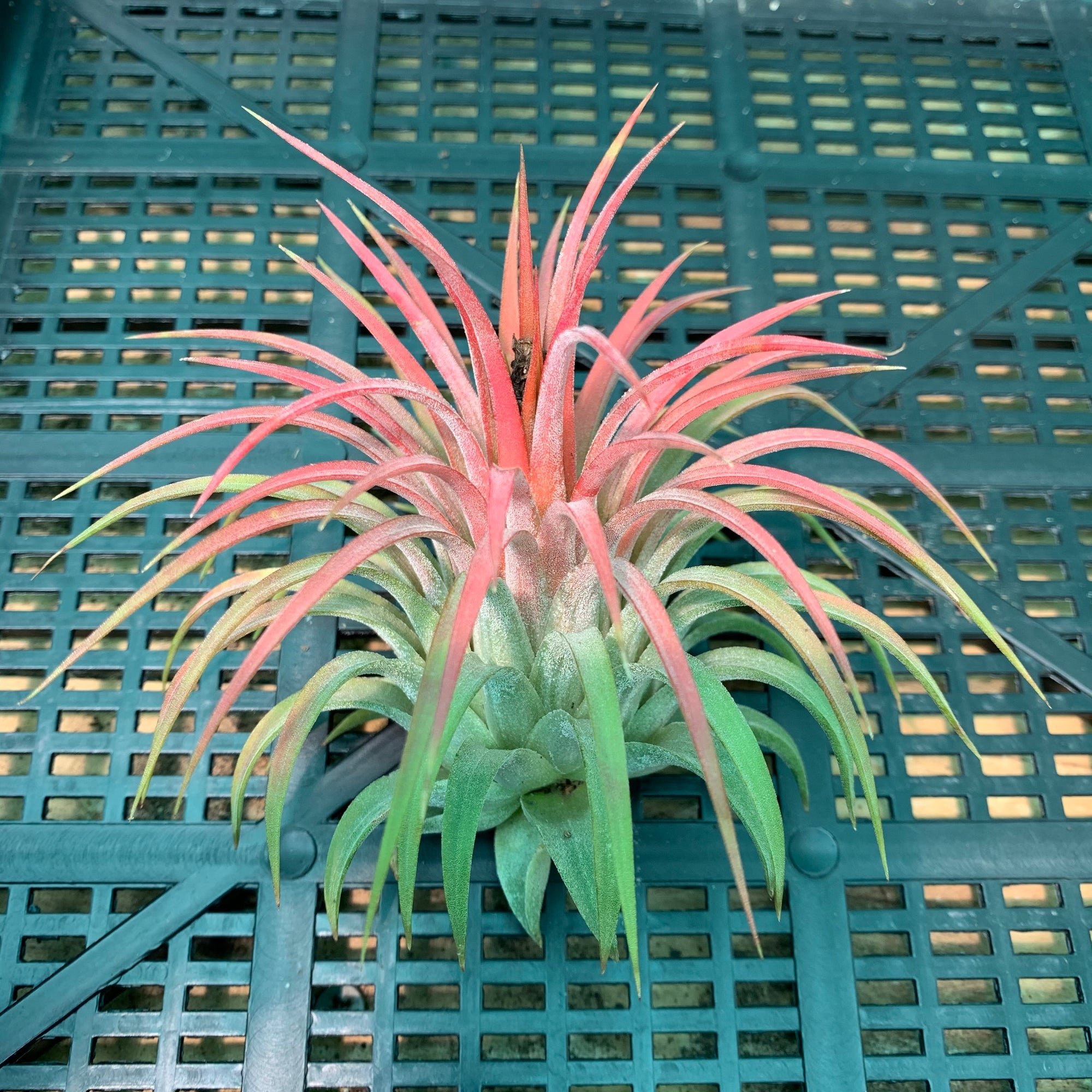 Tillandsia - ionantha ‘APD006’ NEW