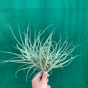 Tillandsia - arhiza ex. UWE