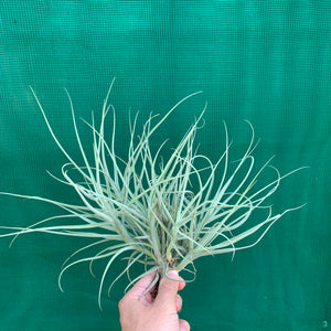 Tillandsia - Arhiza ex. UWE