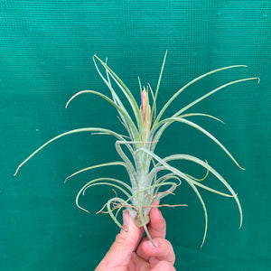 Tillandsia - ionantha x paucifolia ex. CV