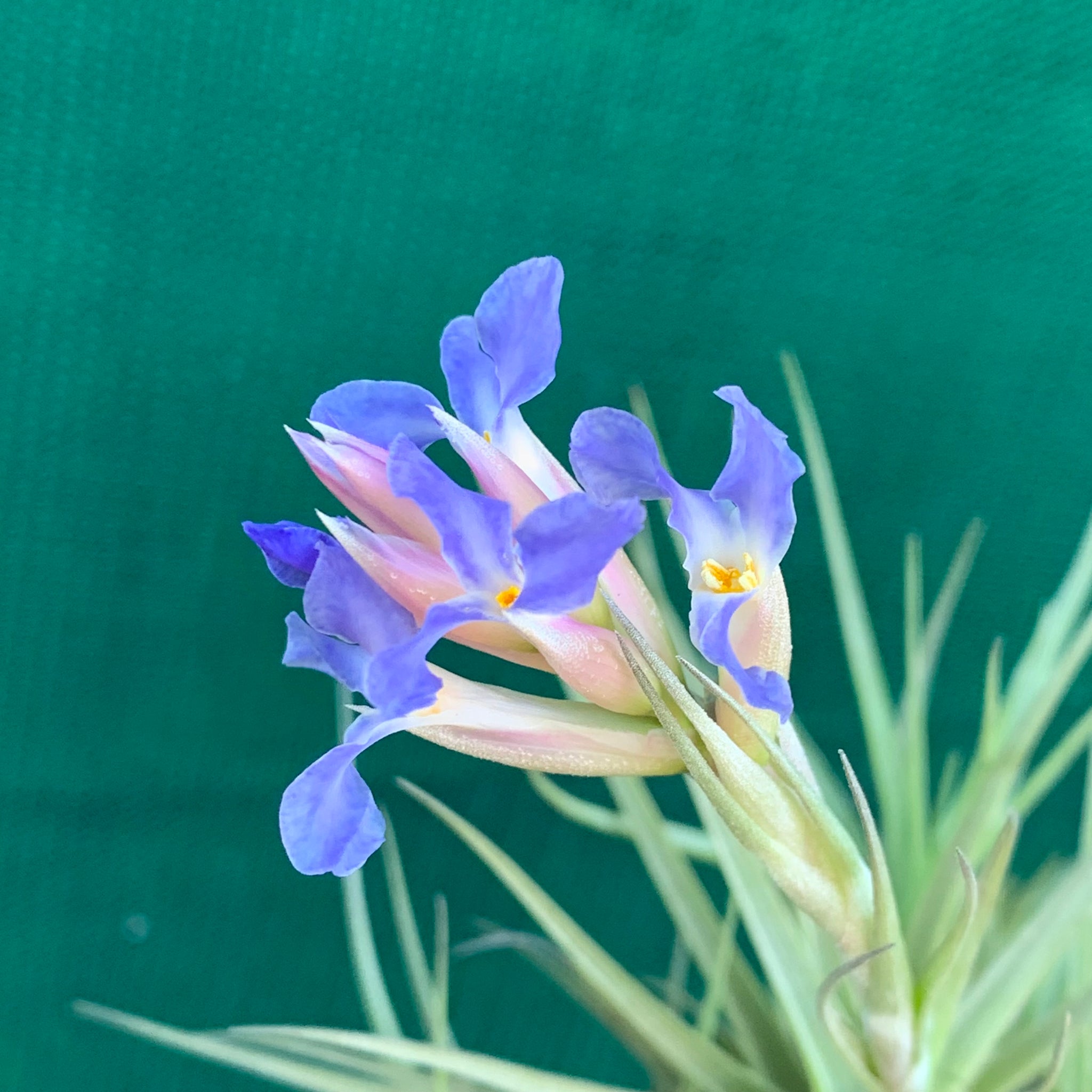 tillandsia bergeri air plant Tillandsia - bergeri