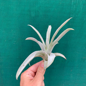 Tillandsia - Mima ex. PT