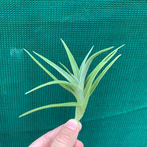 Tillandsia - edithae ‘Bolivia’ ex. PT