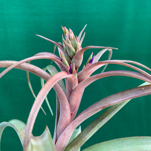 Tillandsia - brachycaulos x streptophylla Nat. Hybrid