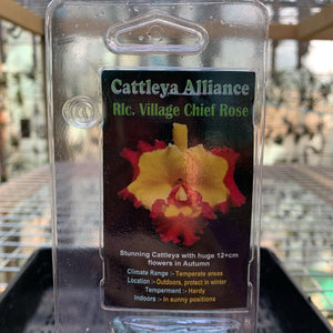 Orchid - Cattleya Alliance ‘Rlc. Village Cheif Rose’