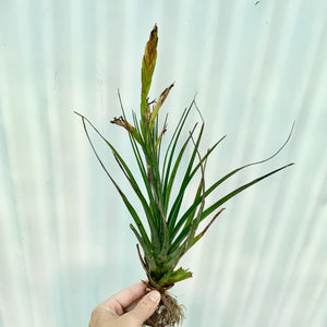 Tillandsia - Oeseriana ex. OM