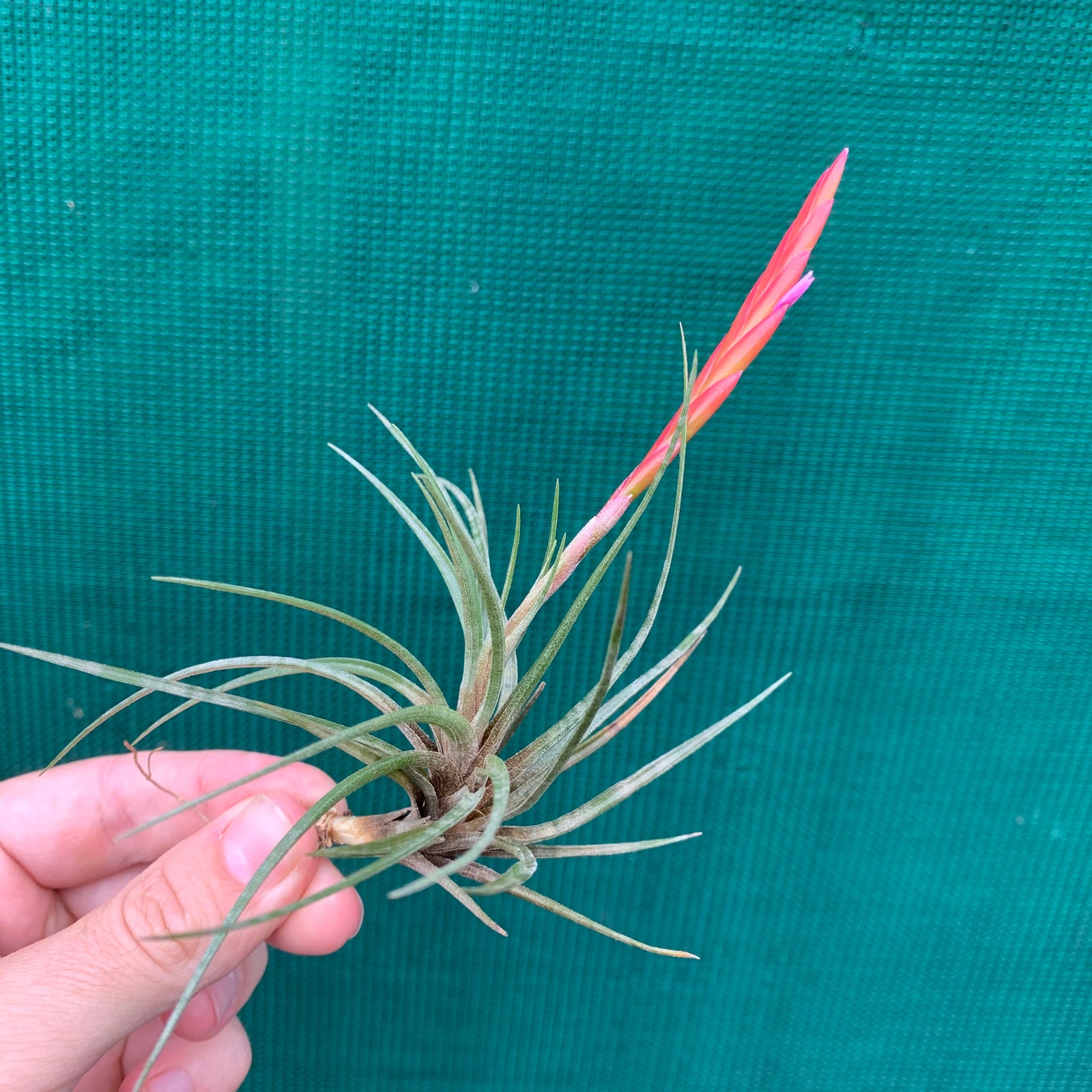 Tillandsia - dura