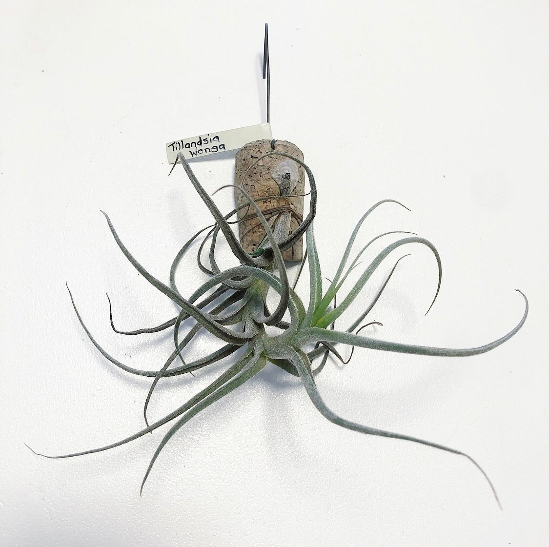 Tillandsia - Wonga (Fragrant)