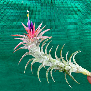 Tillandsia - vanhyningii ex. CC